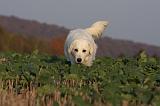 GOLDEN RETRIEVER 879